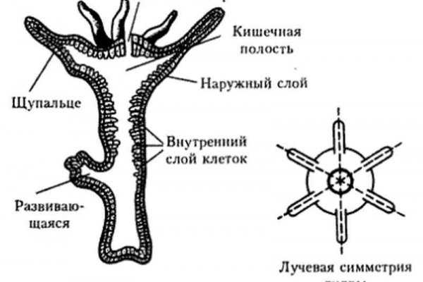 Кракен оригинальная ссылка для тор